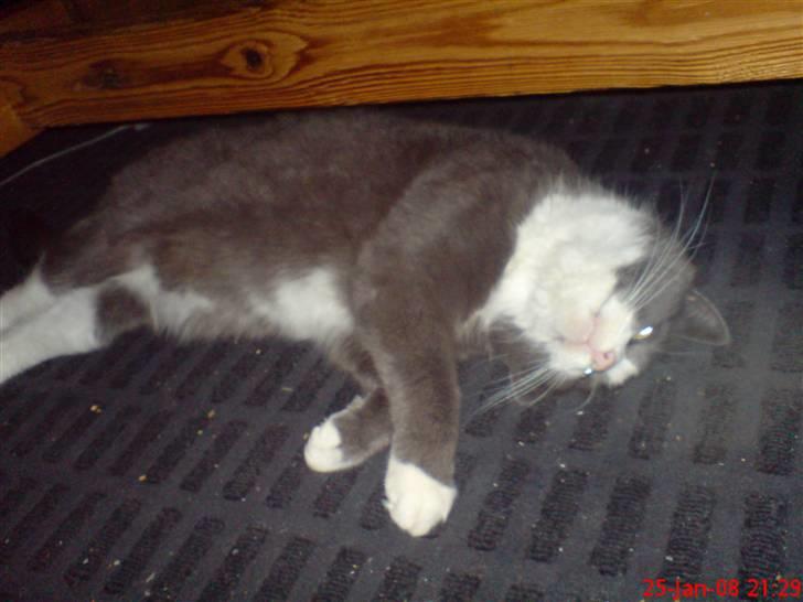 Blanding af racer kylling billede 7