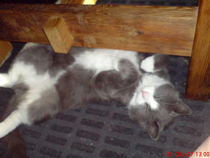 Blanding af racer kylling billede 8