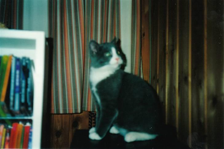 Blanding af racer kylling - her er kylling da han var en lille ny en ss billede 9