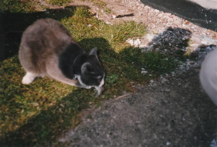 Blanding af racer kylling - det her er første gang jeg ser kylling har fanget en mus billede 10