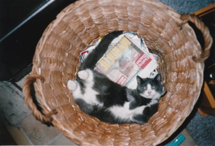 Blanding af racer kylling - kylling i brændekurven billede 11