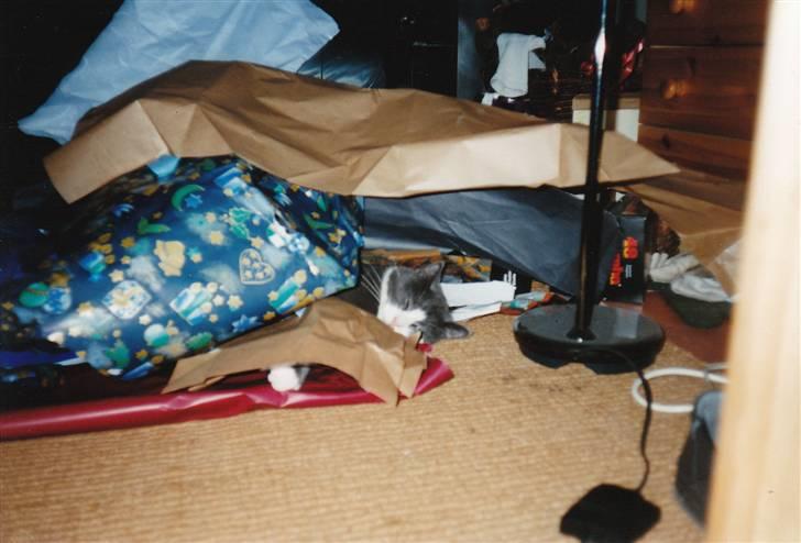 Blanding af racer kylling - her sover kylling i en bunke gavepapir billede 12