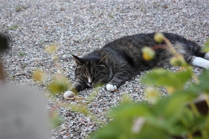 Huskat Misha - Bøllemissen billede 1