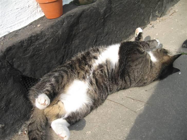 Huskat Misha - skal vi slås var? billede 2