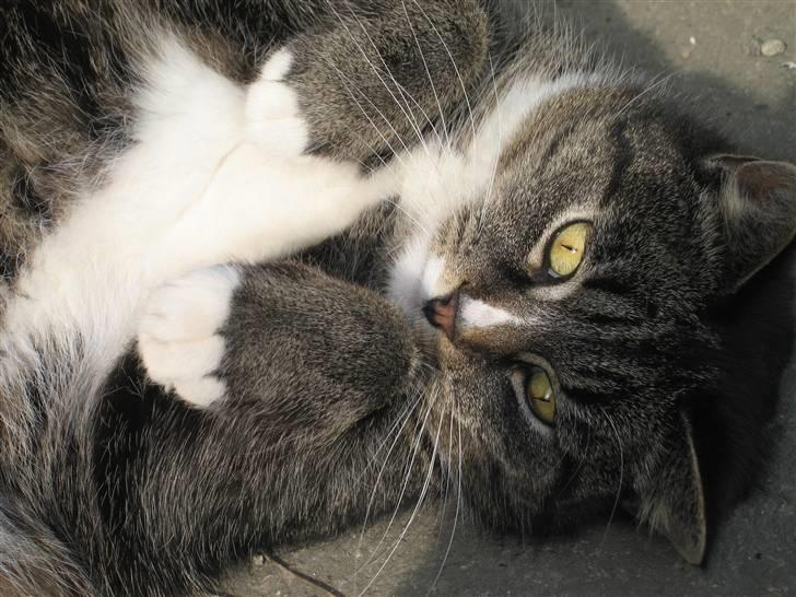 Huskat Misha - j j jeg er ban bange! billede 3