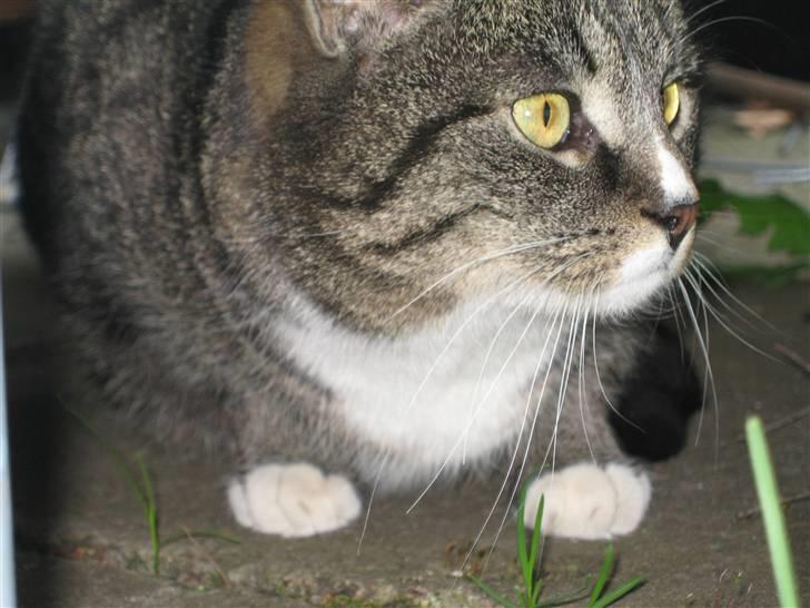 Huskat Misha - Kommer der nogen?? billede 4