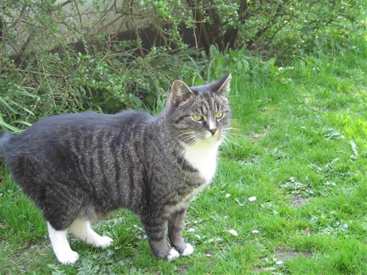 Huskat Misha - Hvor er den mus jeg så for lidt siden? billede 5