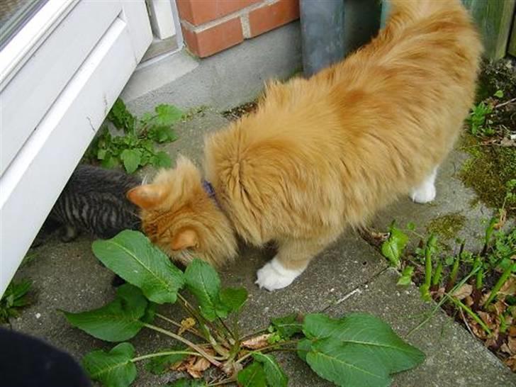 Blanding af racer Felix billede 18