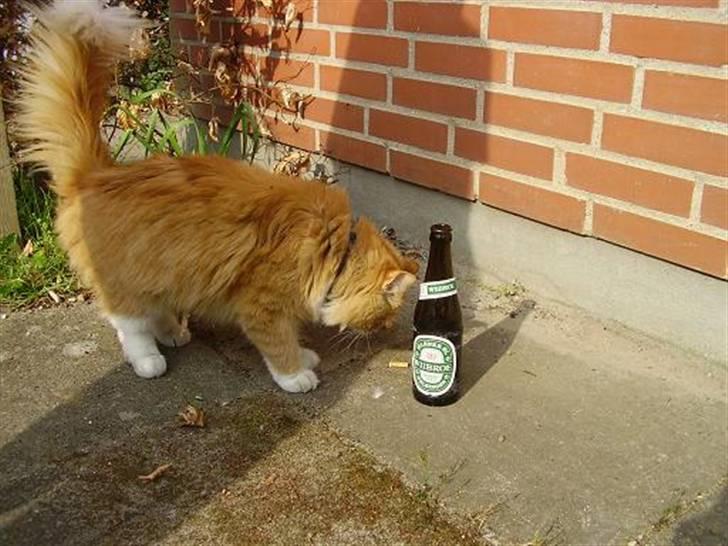 Blanding af racer Felix billede 19