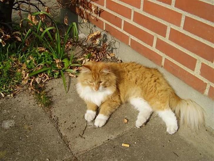 Blanding af racer Felix billede 20