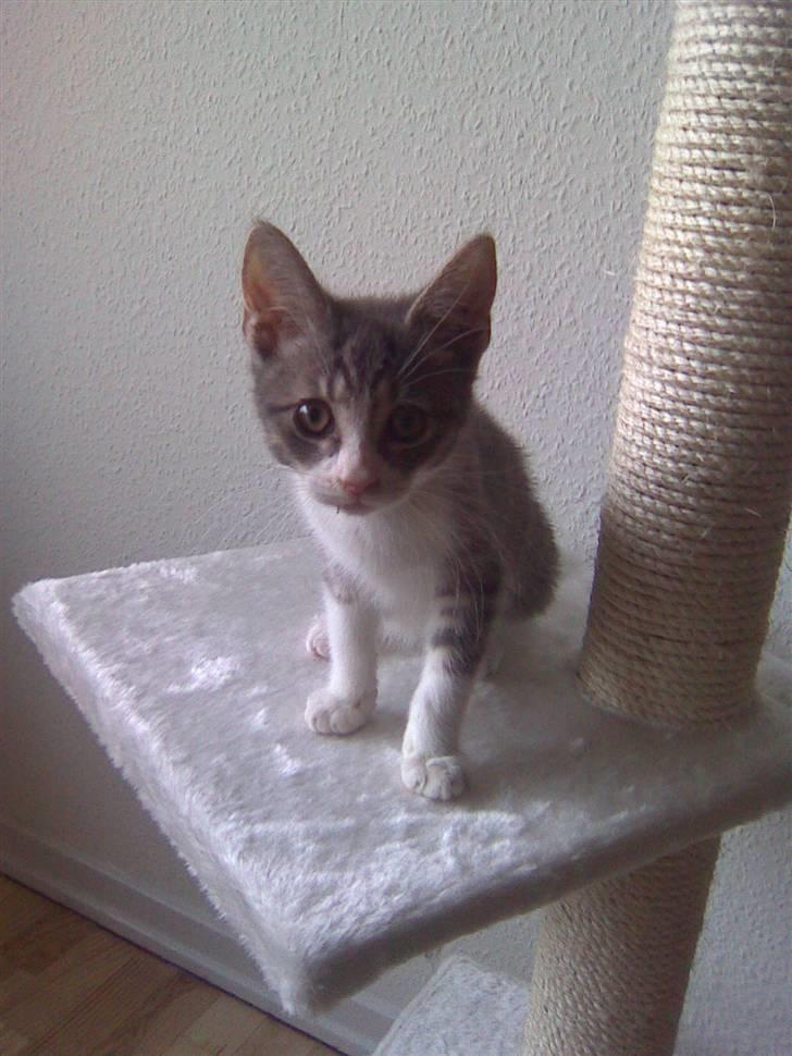 Blanding af racer Findus - væk- - findus på sit nye kradsetræ :) billede 15