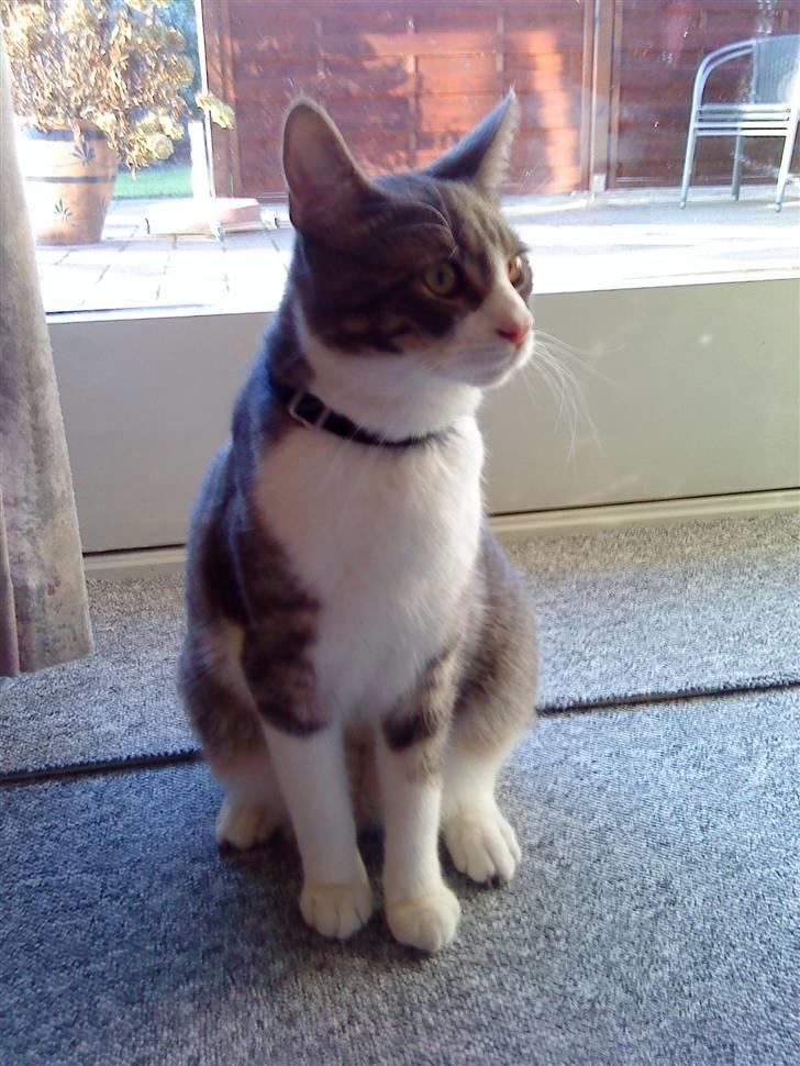 Blanding af racer Findus - væk- - tykke findus billede 16