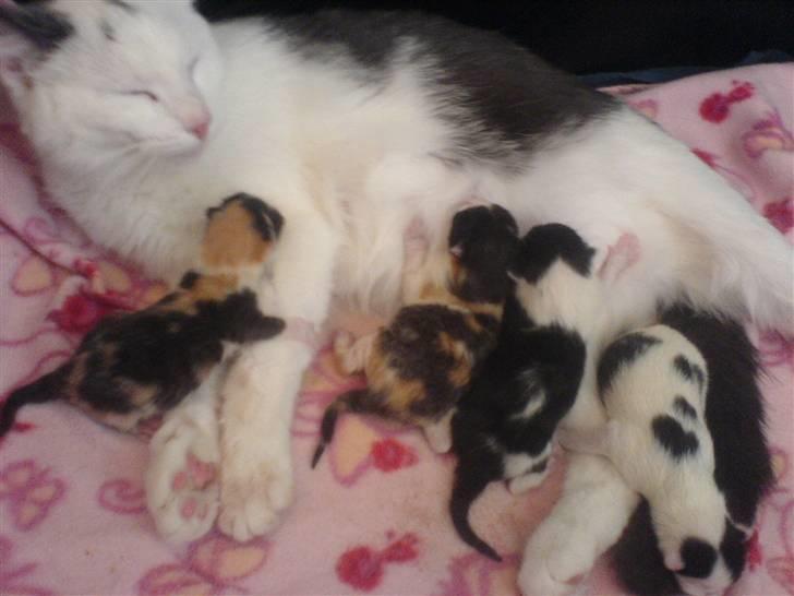 Huskat Karla  - Karlas Killinger billede 14