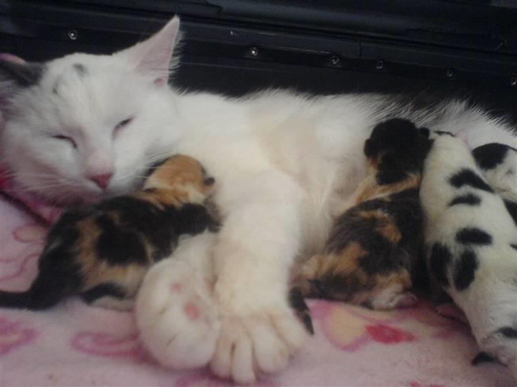 Huskat Karla  - Karlas Killinger billede 15