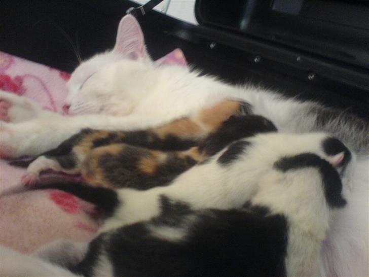 Huskat Karla  - Karlas Killinger billede 16