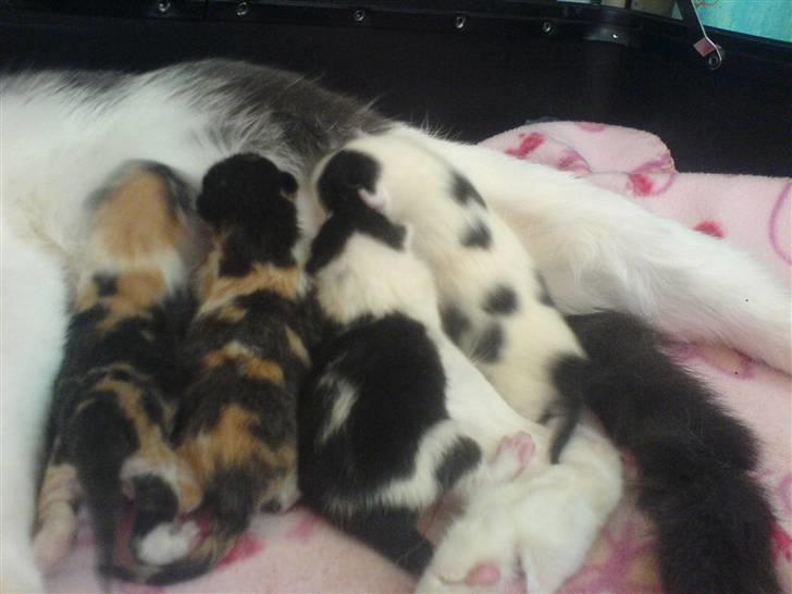 Huskat Karla  - Karlas Killinger billede 17