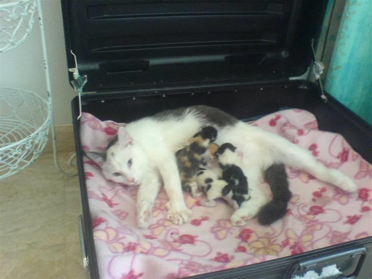 Huskat Karla  - Karlas Killinger billede 18