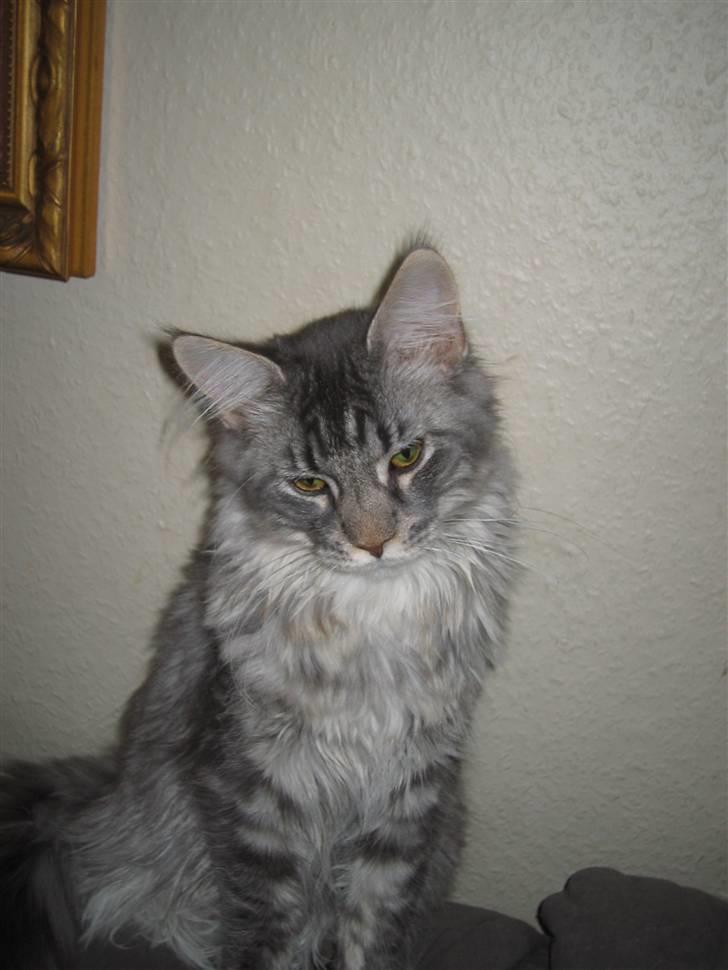 Maine Coon louie billede 1