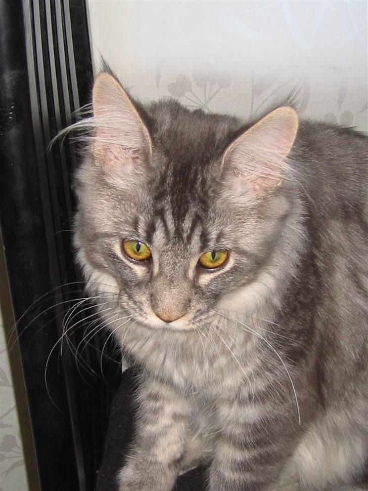 Maine Coon louie billede 2