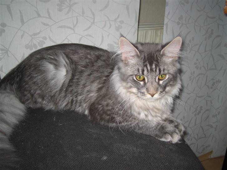 Maine Coon louie billede 5