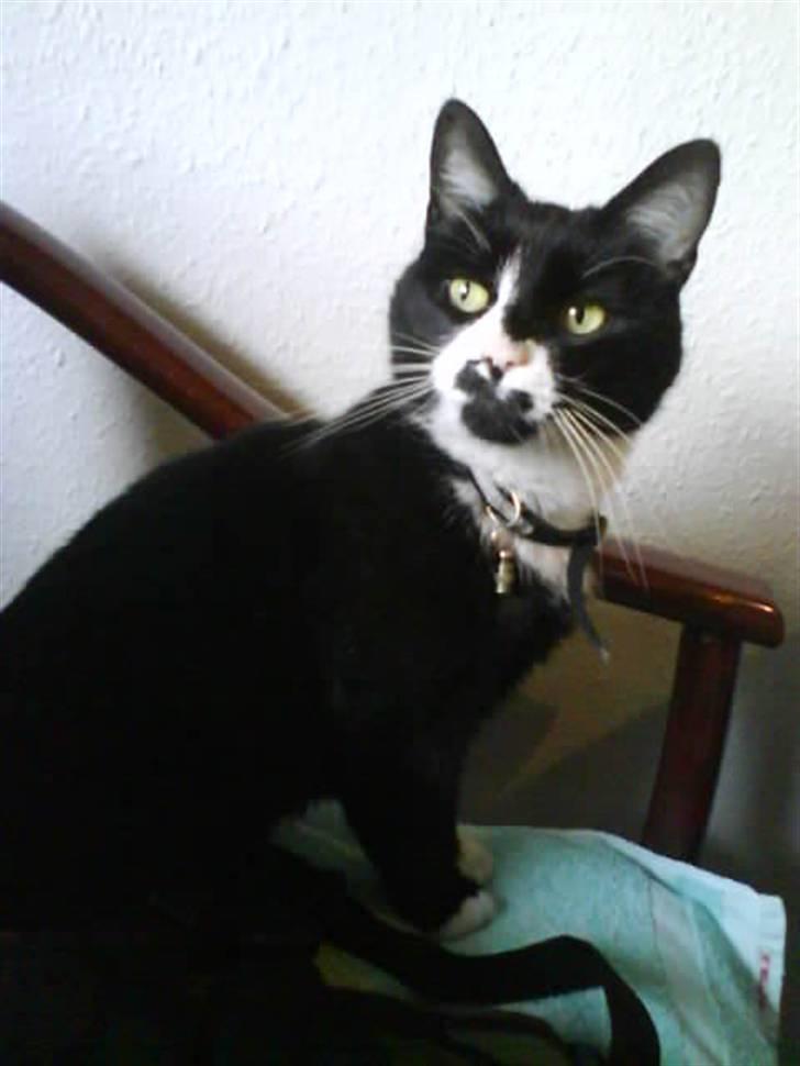 Huskat Bombom - Synes selv at det er et kongeligt billede!<33 billede 5