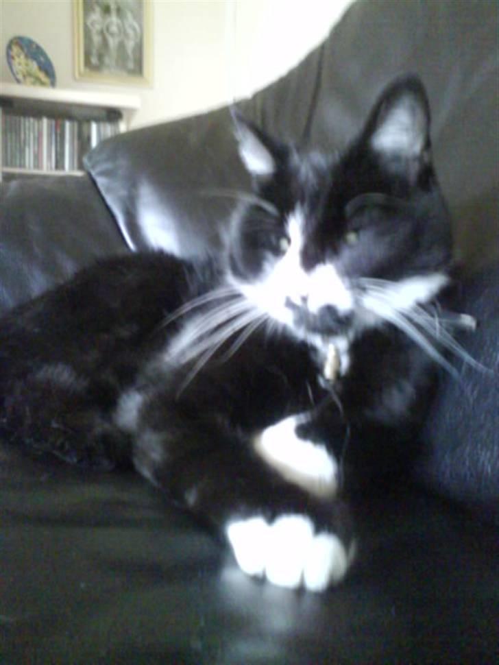Huskat Bombom - Bombom flader ud på sofaen<33 billede 6
