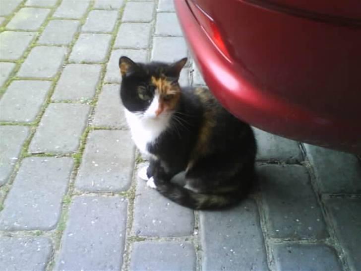 Huskat Milla - Milla venter tålmodigt på at komme ind(: billede 8