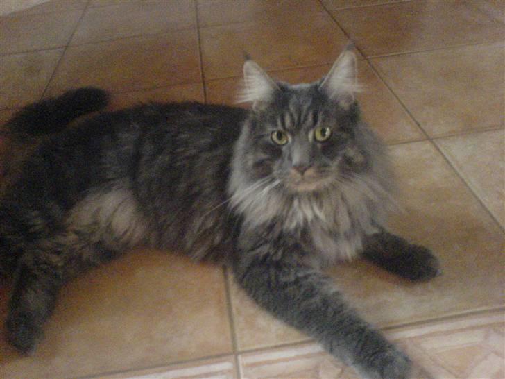 Blanding af racer Brutus - prutten <3, billede 1