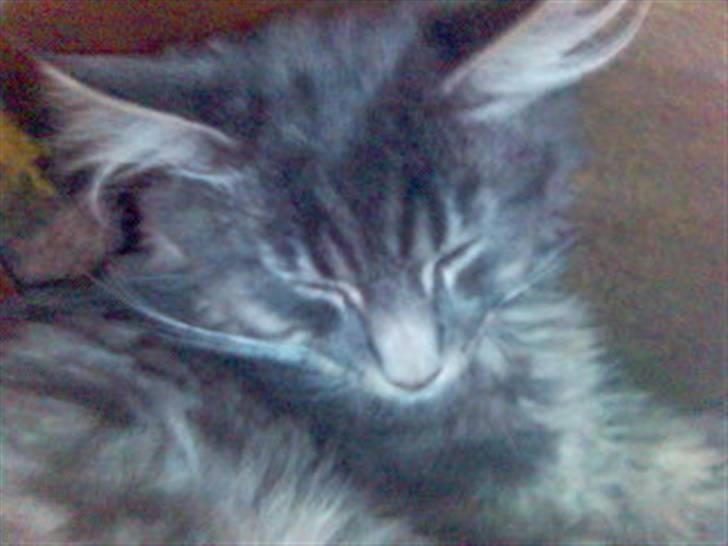 Blanding af racer Brutus billede 2