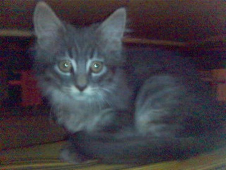 Blanding af racer Brutus - prutten som killing <3. billede 3