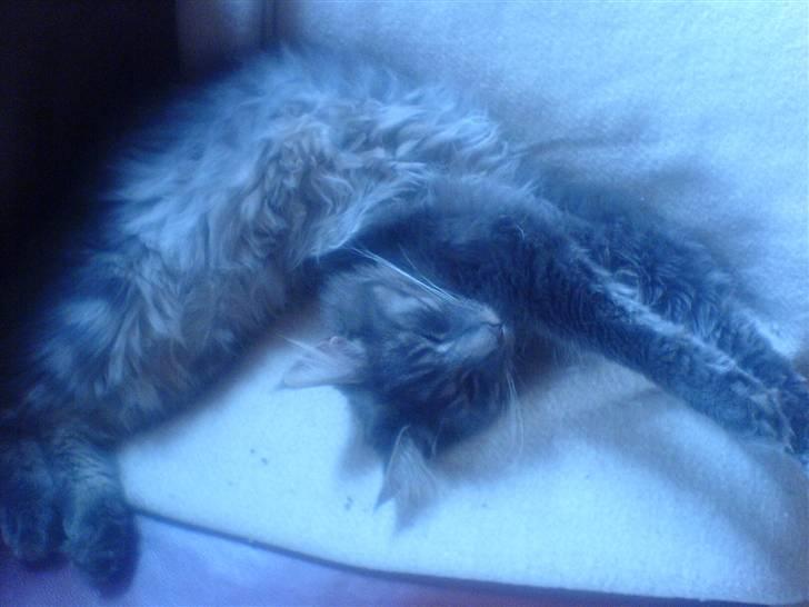 Blanding af racer Brutus - en lidt forvreden prut ;D billede 4