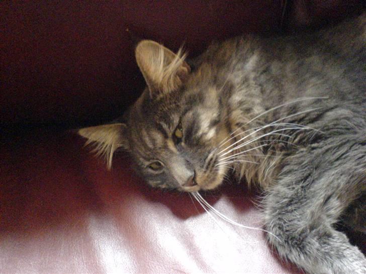 Blanding af racer Brutus billede 5