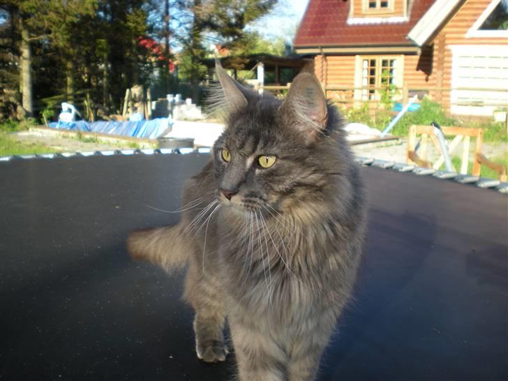 Blanding af racer Brutus billede 6