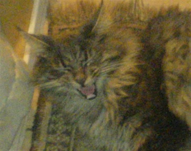 Blanding af racer Brutus - er du træt, gaaaab!  billede 7