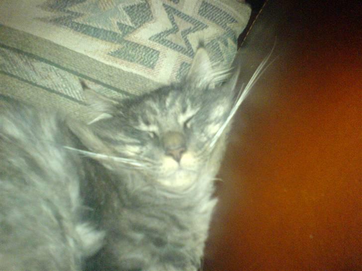 Blanding af racer Brutus - han ligner altså kaptajn klo, fra peter pan :s billede 8