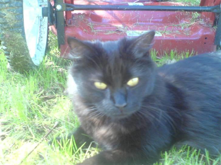 Blanding af racer Feline R.I.P billede 8