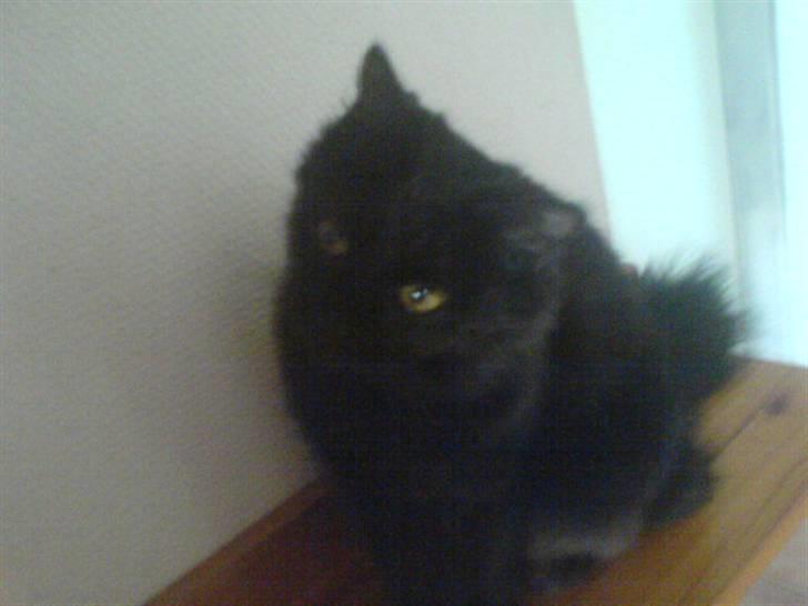 Blanding af racer Feline R.I.P billede 9