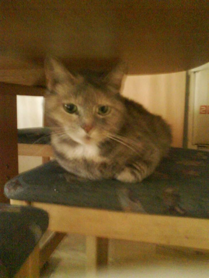 Huskat buster (tante) - kikker du på mig billede 1