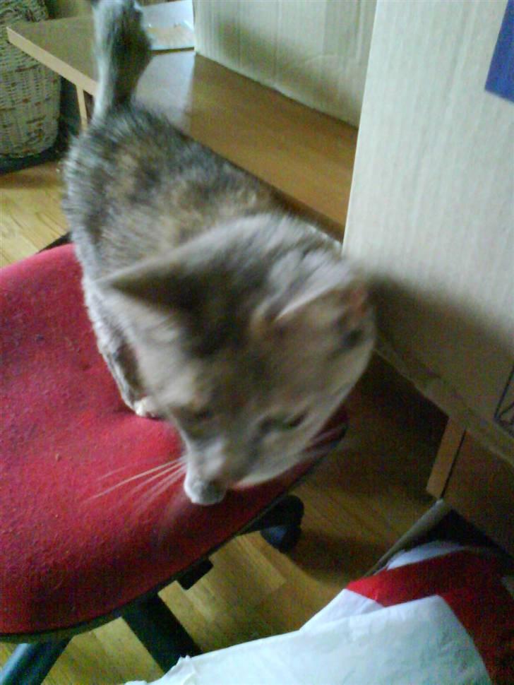 Huskat buster (tante) billede 2