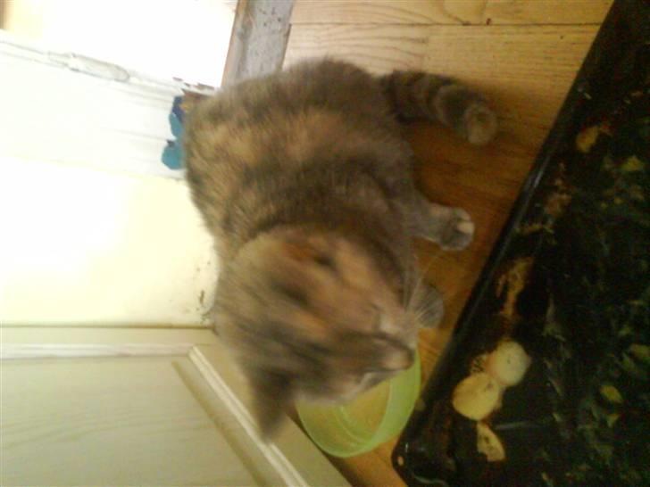 Huskat buster (tante) - jeg kan godt lide rester billede 3