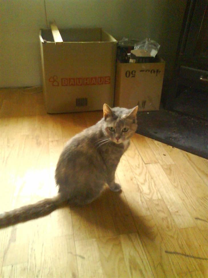 Huskat buster (tante) billede 4