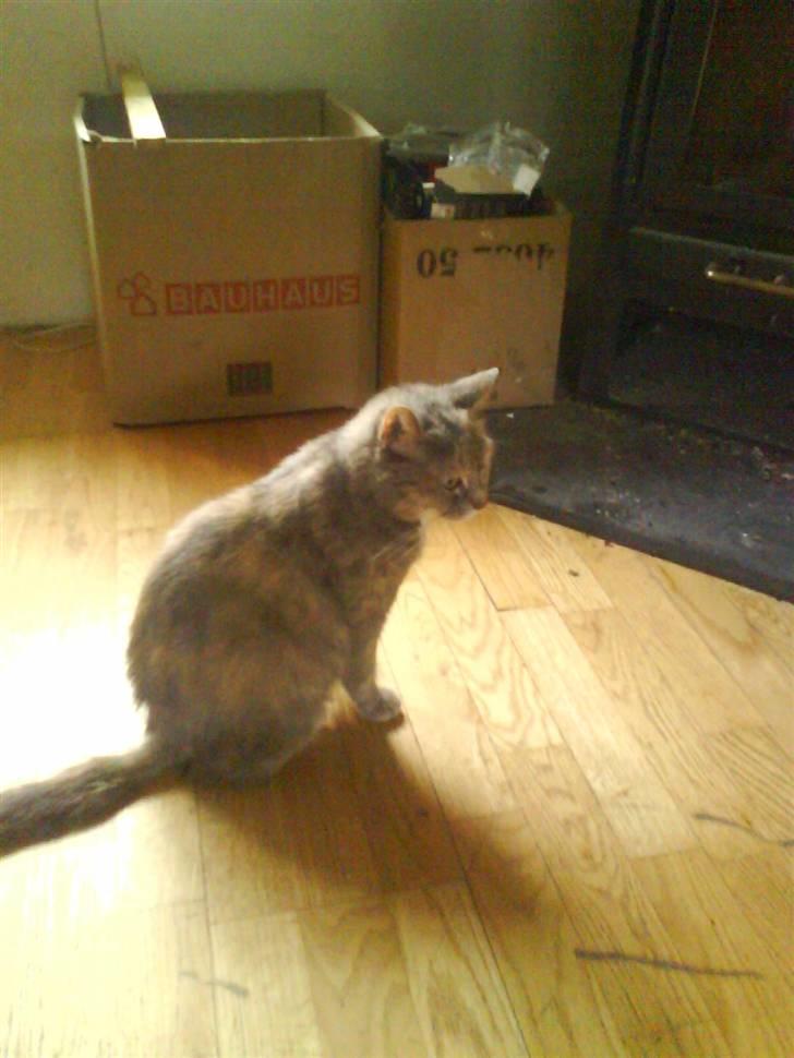 Huskat buster (tante) billede 5