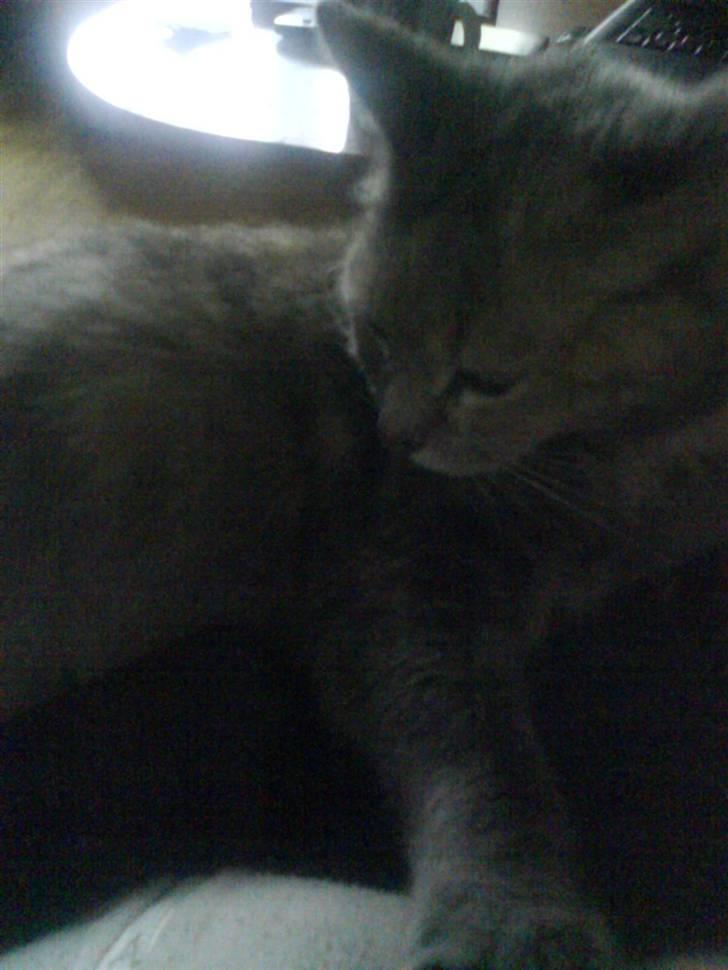 Huskat buster (tante) billede 6