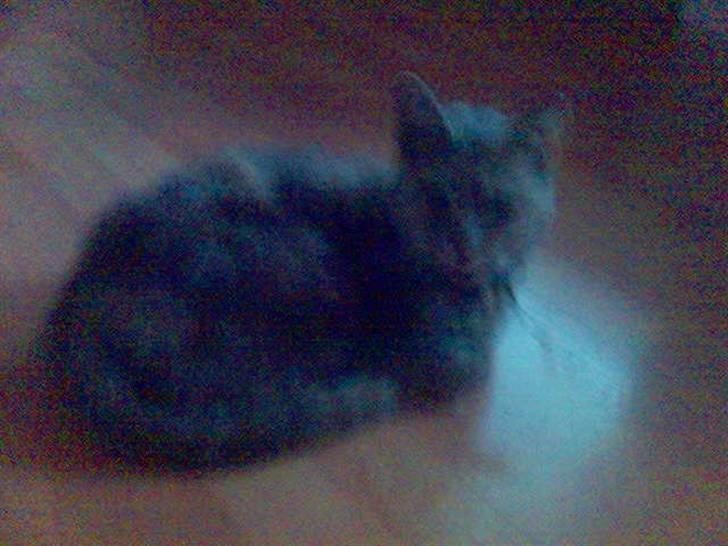 Huskat buster (tante) billede 7