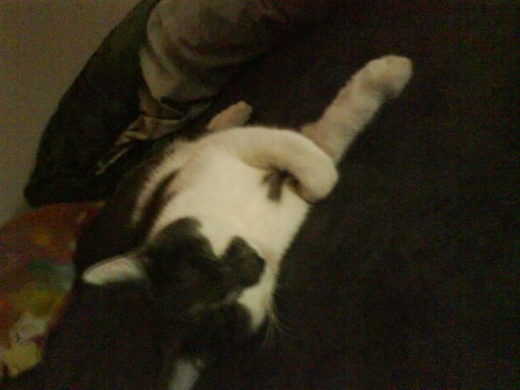 Huskat pjuske ,pjulle hvor er du billede 7