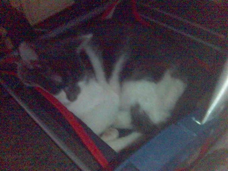 Huskat pjuske ,pjulle hvor er du billede 8