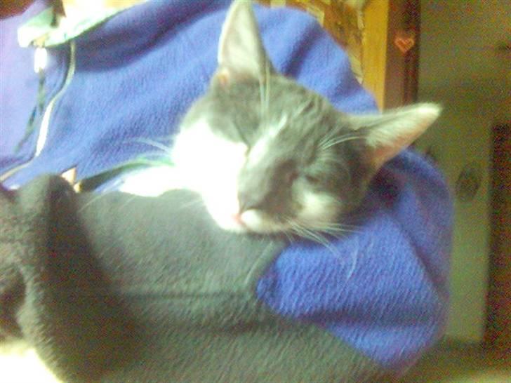 Huskat pjuske ,pjulle hvor er du billede 9