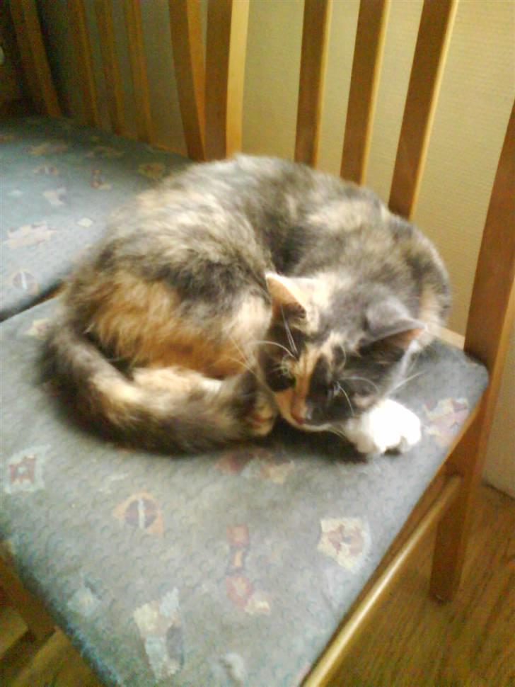 Huskat sanvet rip Mette :( billede 8