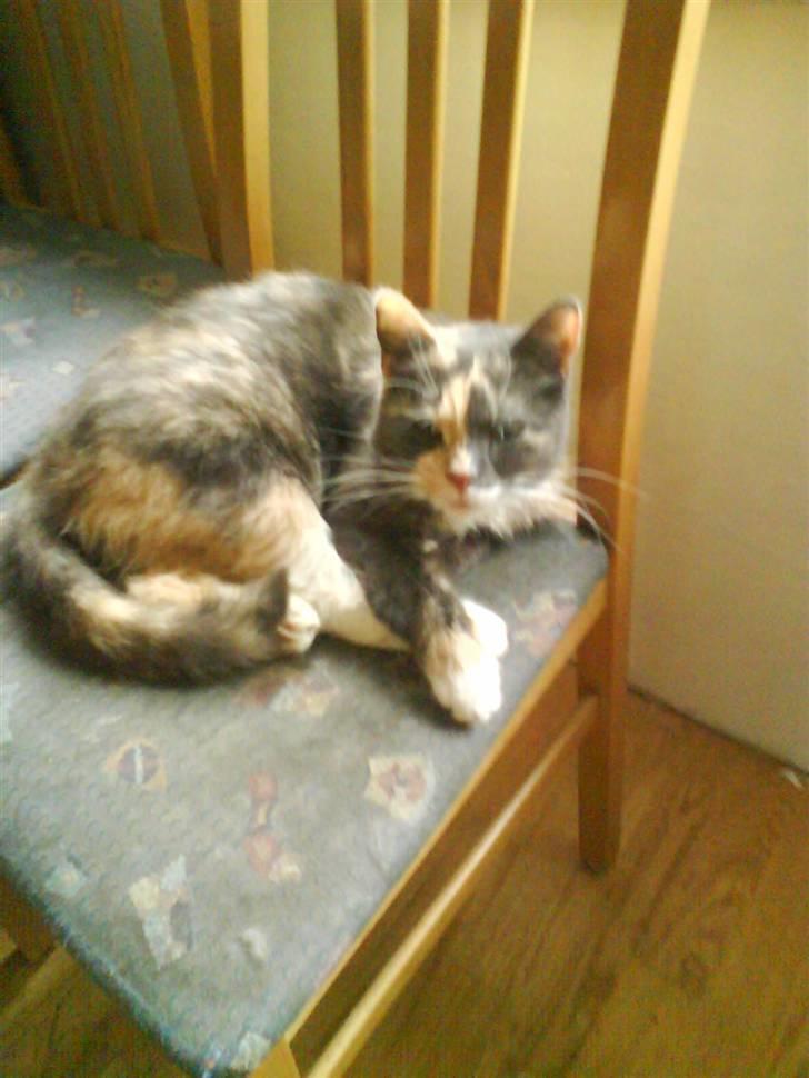 Huskat sanvet rip Mette :( billede 9