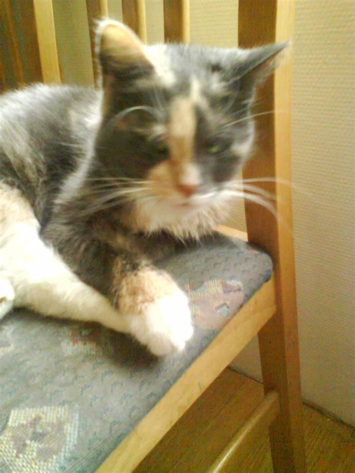 Huskat sanvet rip Mette :( billede 10